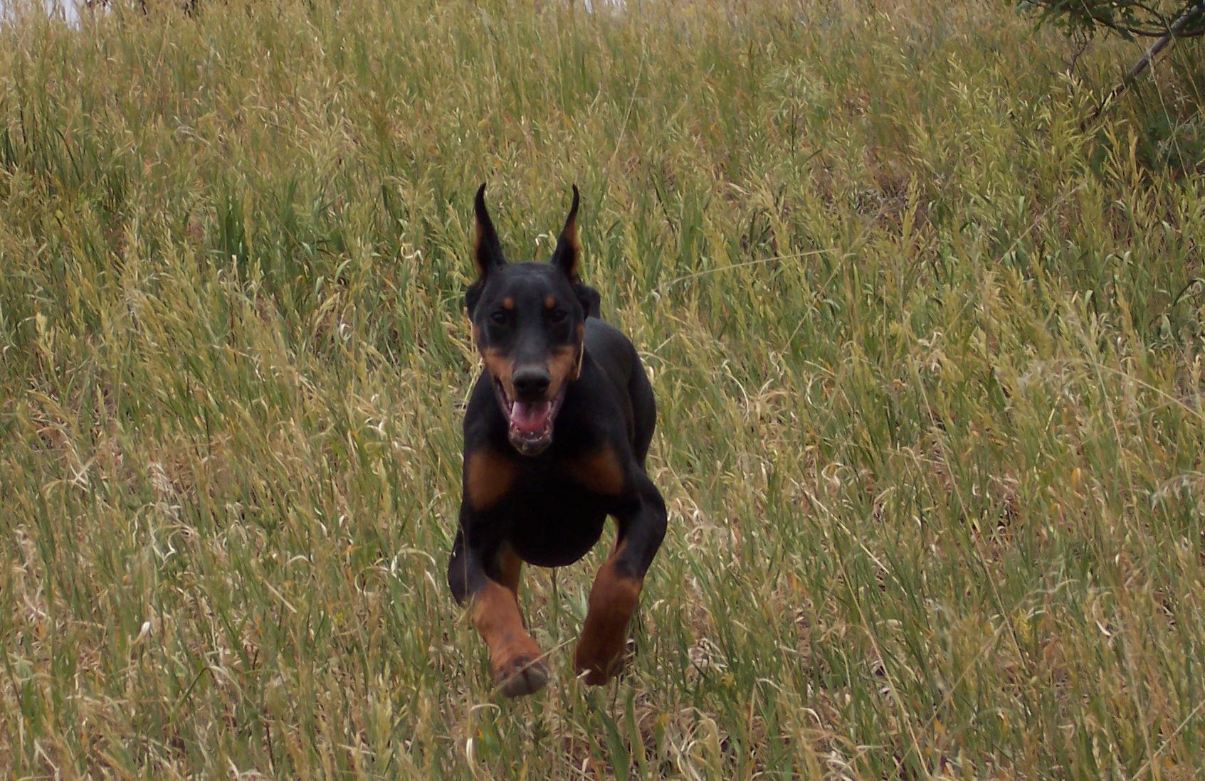 Diesel running as a pup