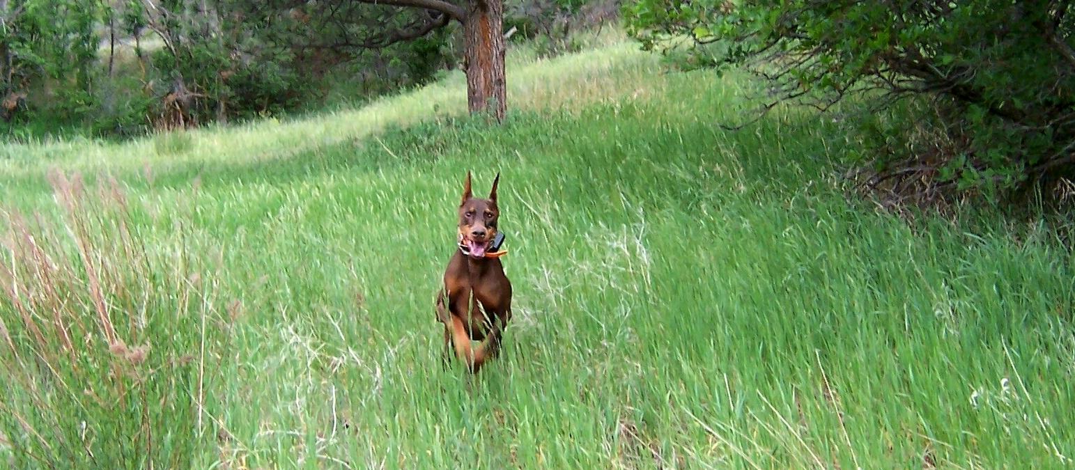 Blaze running @ 9years old & always smiling