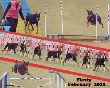 Fiesty AKC agility