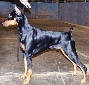 Laser 1yo