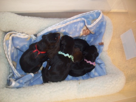 The babies day 2