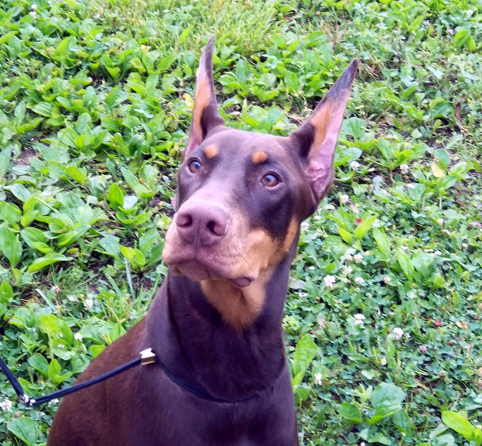 Our Dobermans | QUARTET DOBERMANS